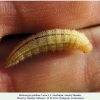 melanargia galathea pyatigorsk larva4d